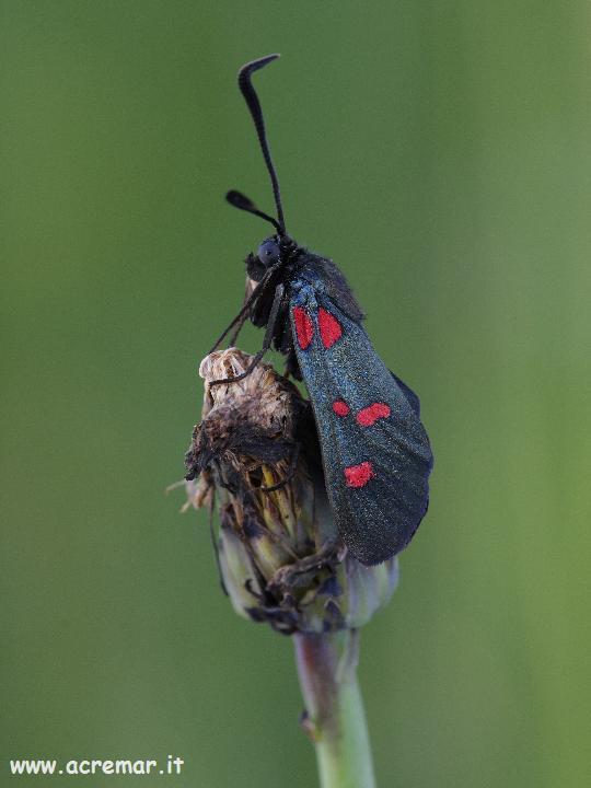 Zygaena lonicerae